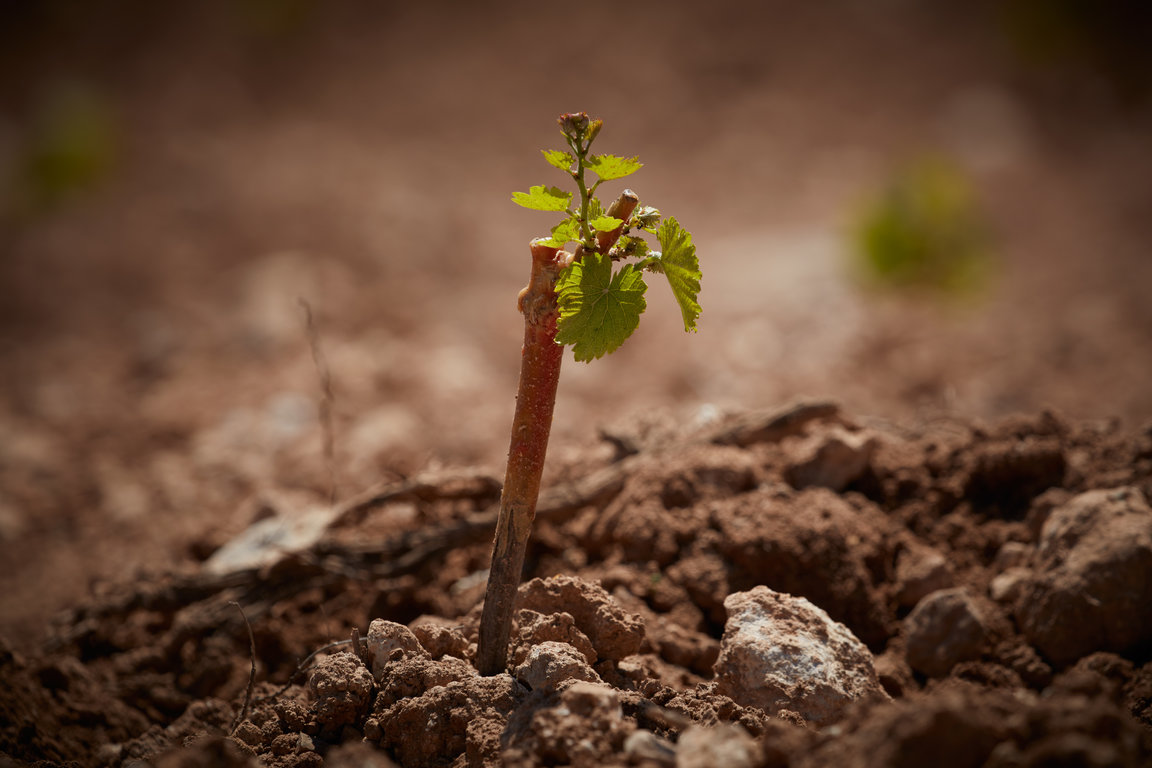 Jeune Pousse de vigne de Carignan 