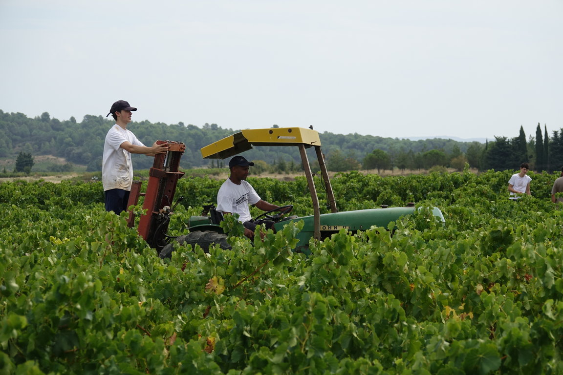 Vendanges Grenache Gris 