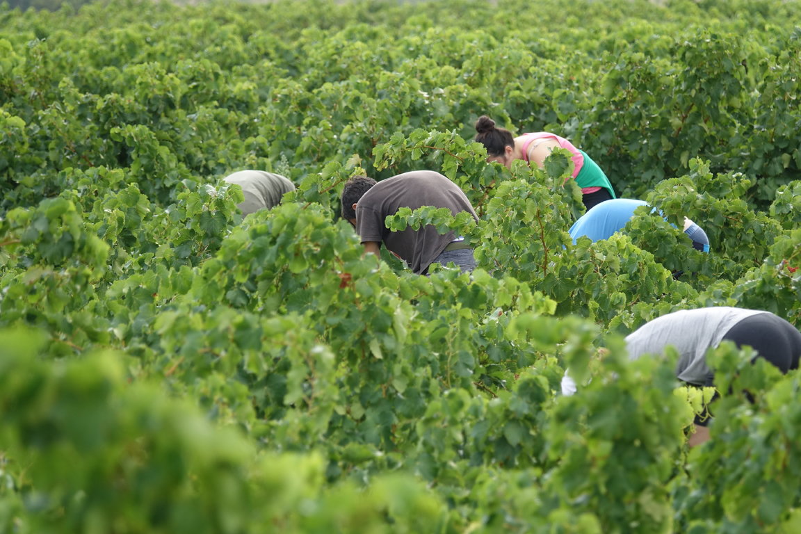 L'Equipe des vendanges 2017