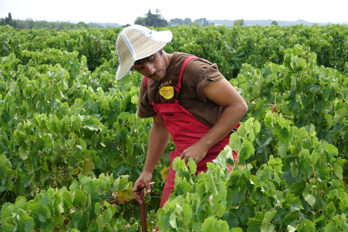 Byron Vendanges 2017