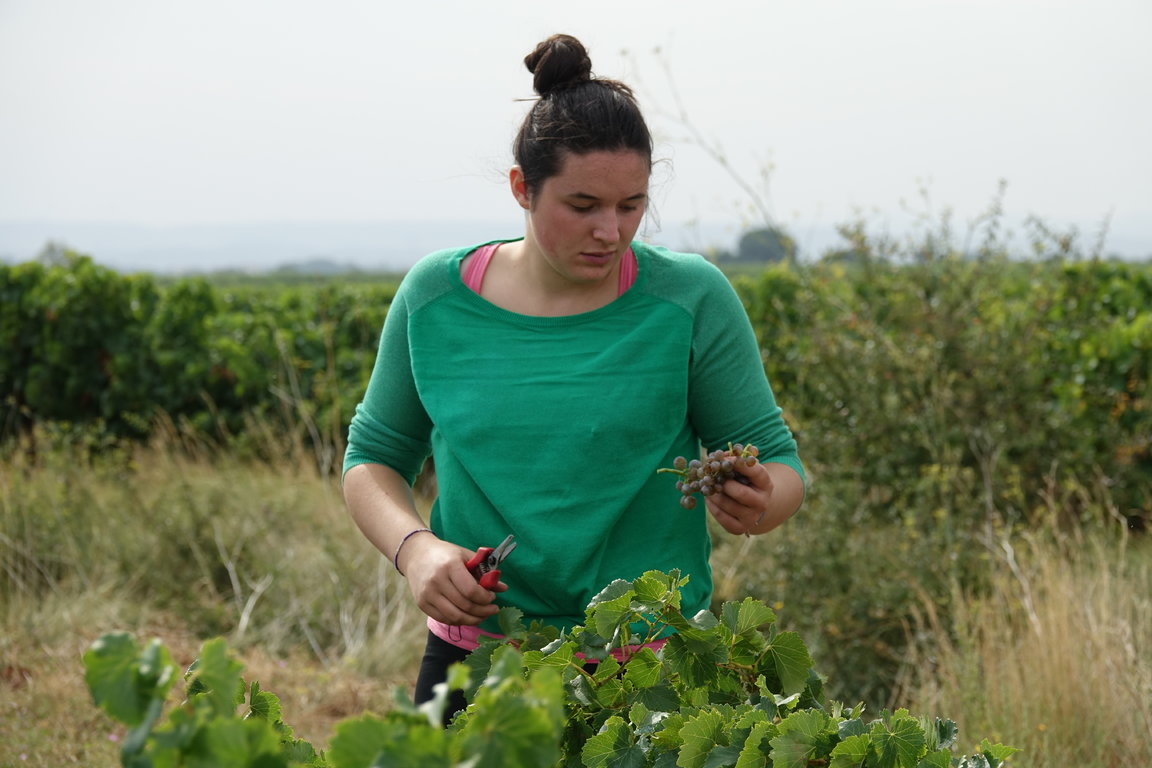 Philomène Vendanges 2017