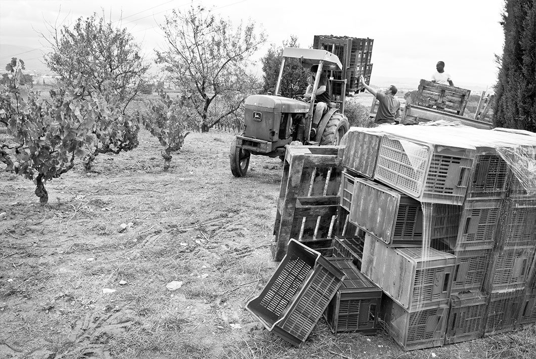 Vendanges dans les vignes de Peyriac Minervois 