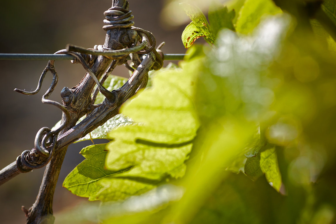 Vignes de Villeneuve