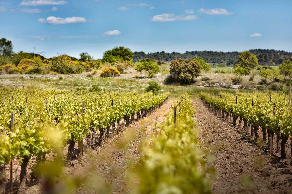 Rangée de Vignes 