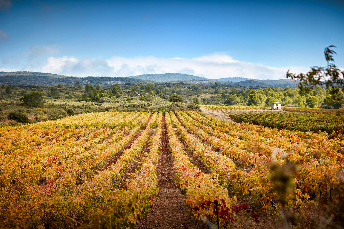 Vignes de Villeneuve, Grenache