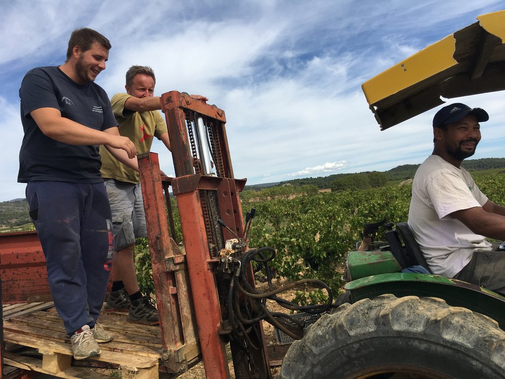 Vendanges équipe 2016 Sur le tracteur 